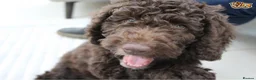 Poodle dogs for stud: Beautiful Cafe Au Lait Moyen Poodle Stud in Warwick - Advert 7