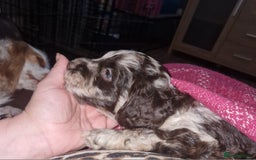 Mixed Breed dogs for sale: Stunning chocolate merle sproodles - Image 5