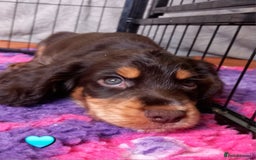Cocker Spaniel dogs for sale: Chocolate & Tan, Working cocker boys available! - Image 4