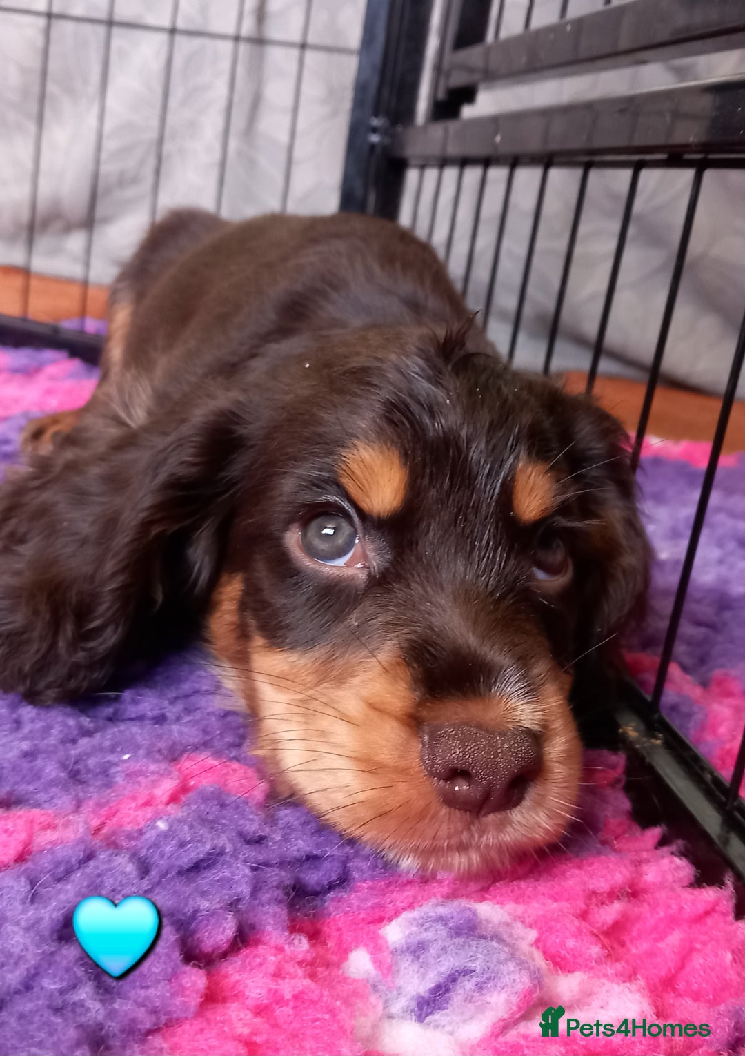 Cocker Spaniel dogs for sale: Chocolate & Tan, Working cocker boys available! - Image 4