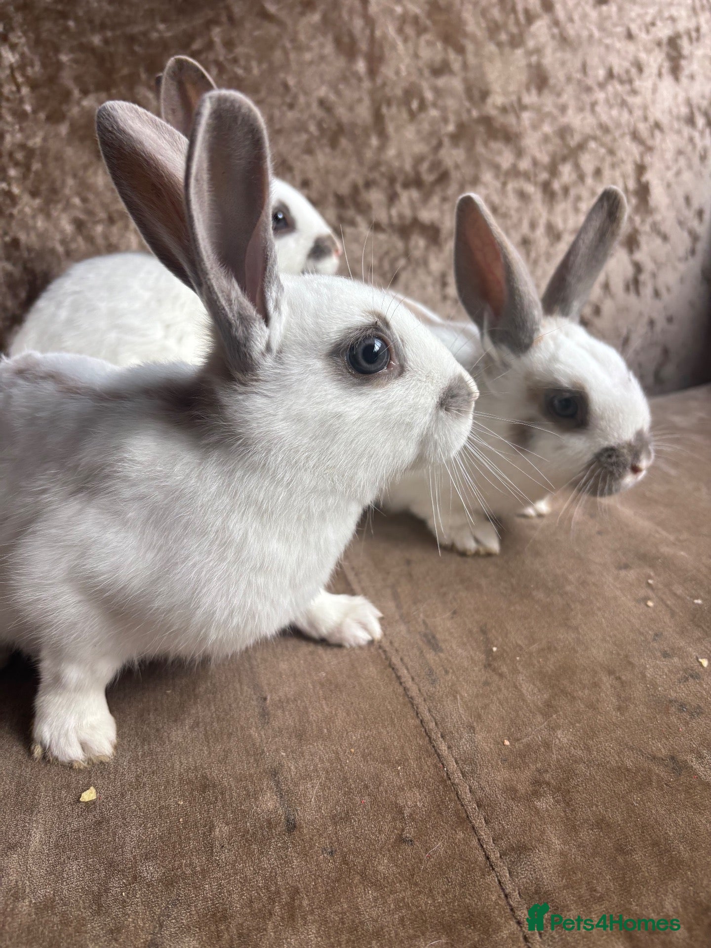 English Lop rabbits Rabbits  - Advert 1