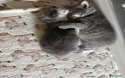 Mixed Breed cats for sale: Two lovely boys - Image 14