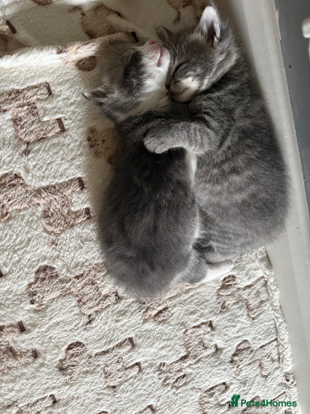 Mixed Breed cats for sale: Two lovely boys - Image 14