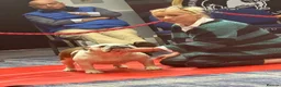 English Bulldog dogs for sale: Double CRUFTS winners bred bulldog puppies  - Advert 5