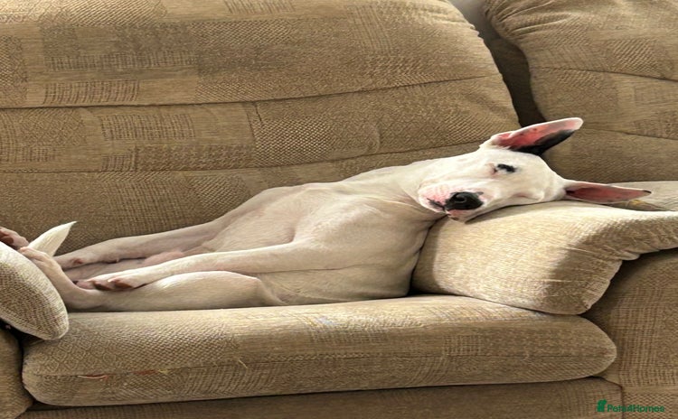 Mixed Breed dogs - Advert 1