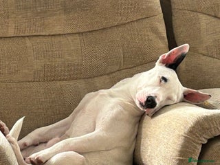 Mixed Breed dogs - Advert 4