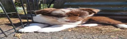 Border Collie dogs for sale: Beautiful fluffy Collie Pups for Sale - Advert 23