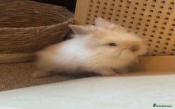 Lionhead rabbits for sale: Double main lionhead baby for sale  - Image 2