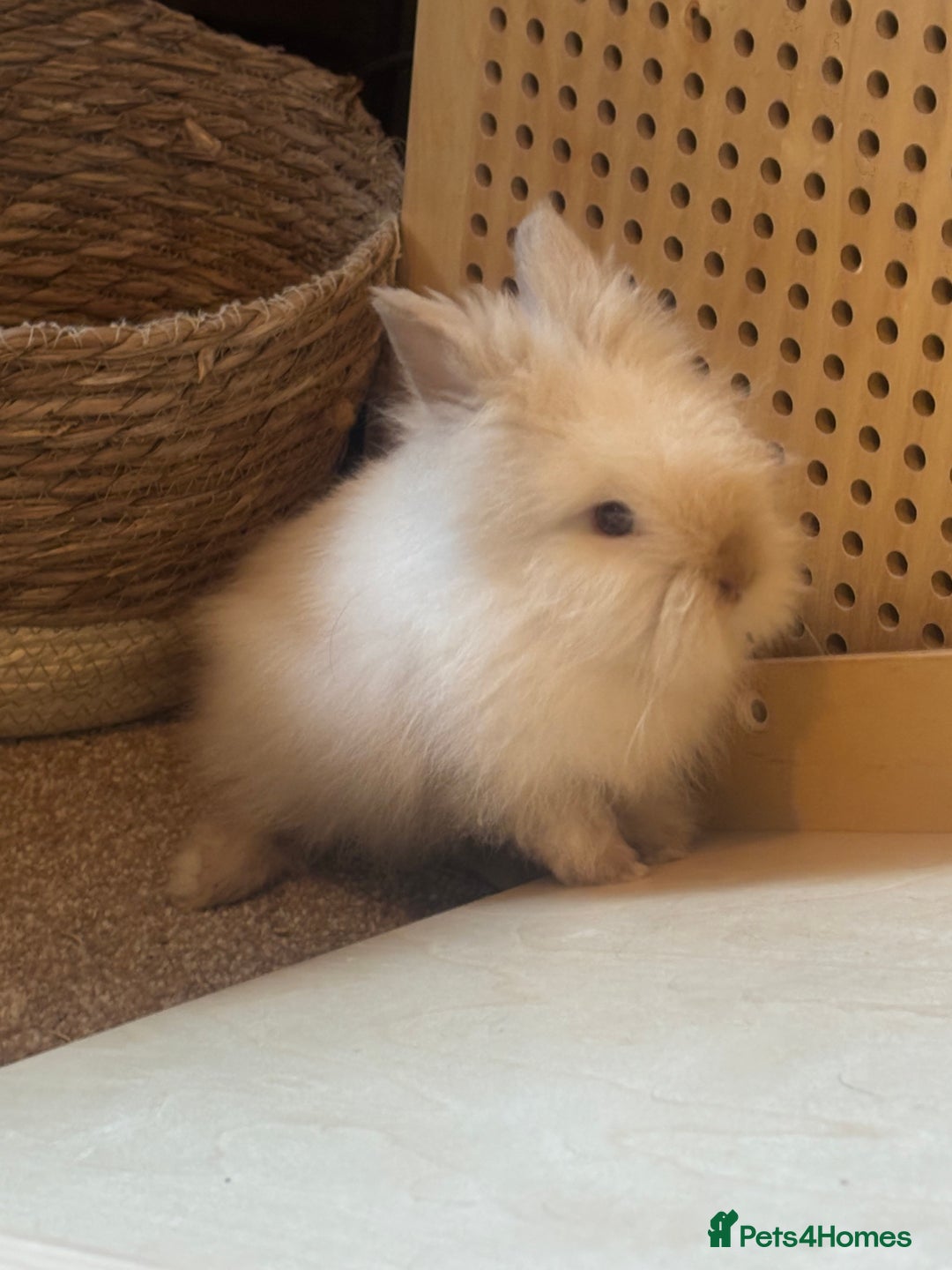 Lionhead rabbits for sale: Double main lionhead baby for sale  - Image 2