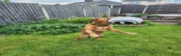 Labrador Retriever dogs for sale: Odie the Fox Red Labrador  - Advert 7