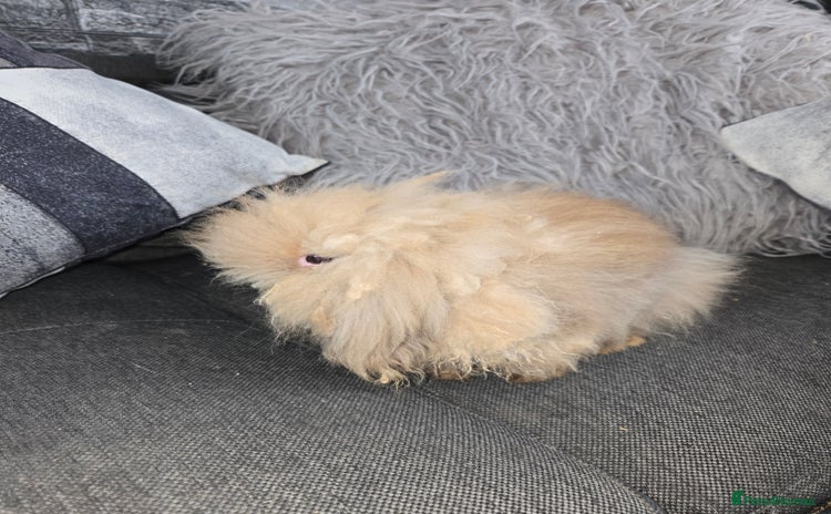 Mini Lion Lop rabbits - Advert 4