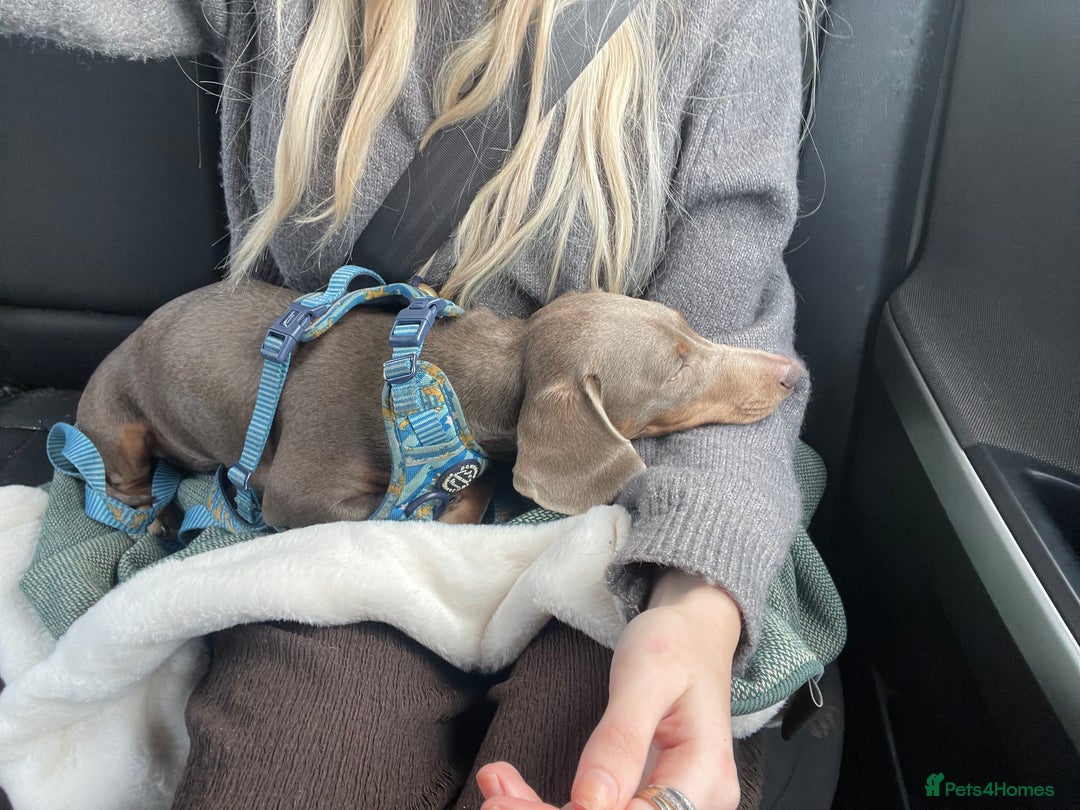 Miniature Dachshund dogs for sale: 6 Month Miniature Dachshund - Advert 2