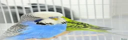 Budgerigars birds for sale: Budgies pair & cage in Dagenham - Advert 6