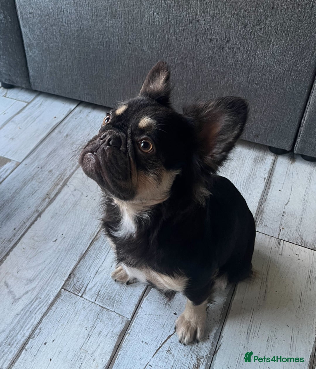 French Bulldog dogs for sale: Beautiful full fluffy frenchies  - Advert 35