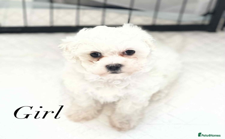Maltipoo dogs - Advert 2