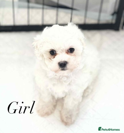 Maltipoo dogs - Advert 7