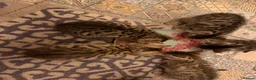 Bengal cats for sale: Kittens in Taunton - Advert 19