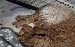 Cockapoo dogs for sale: F1b cockapoo  - Advert 4