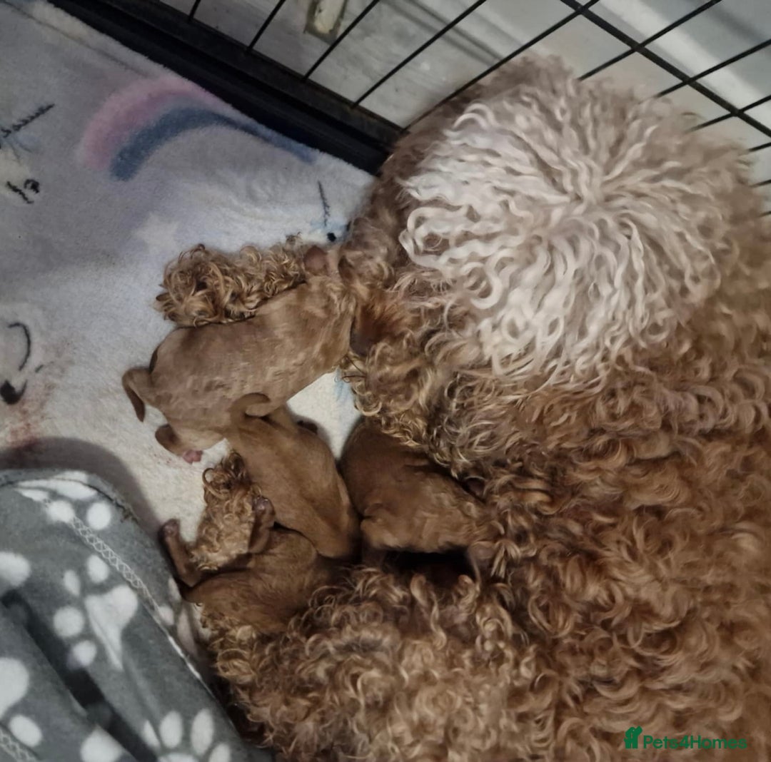 Cockapoo dogs for sale: F1b cockapoo  - Advert 4