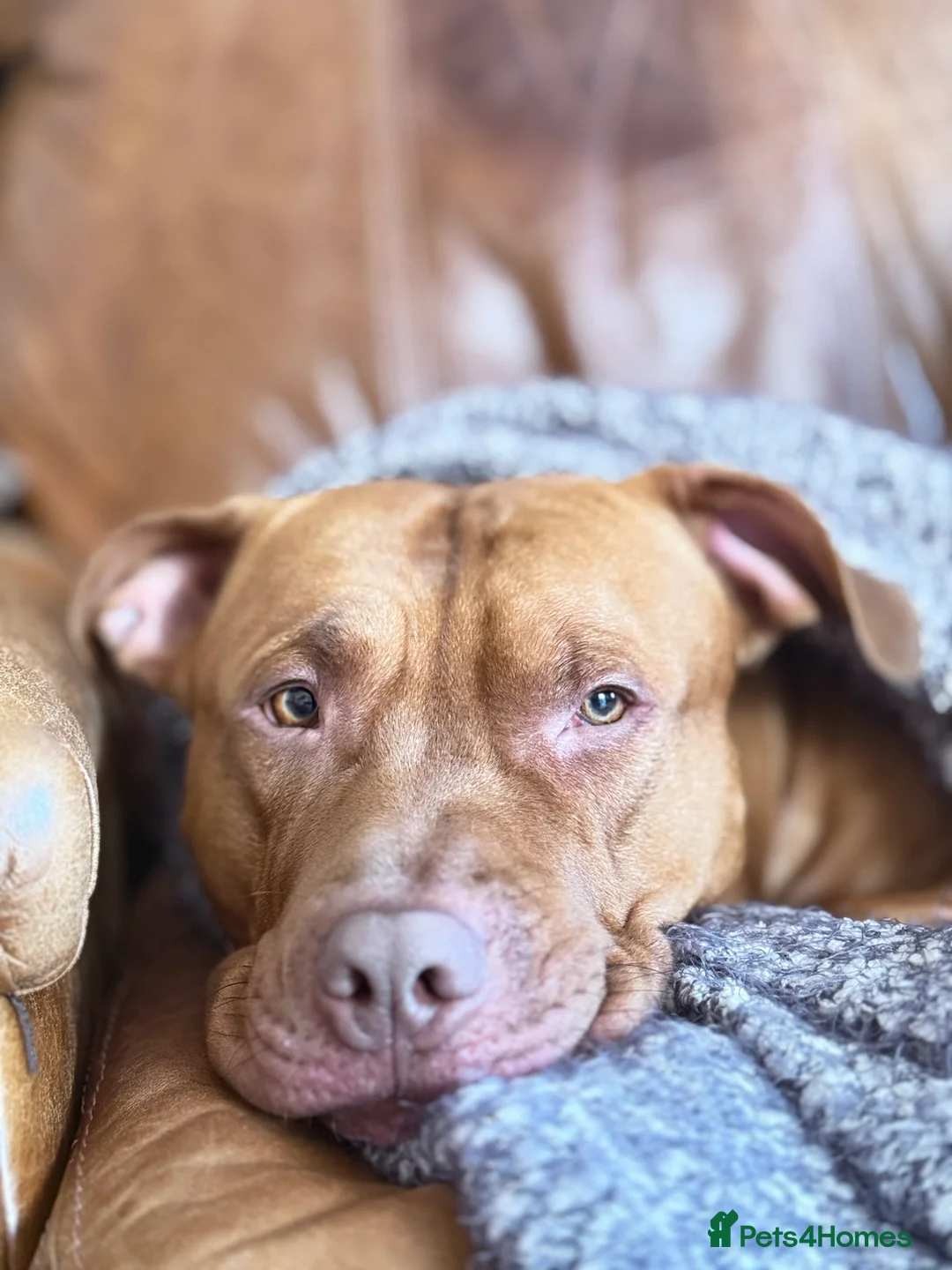 Mixed Breed dogs for adoption: Beautiful bully mix boy for adoption - Advert 3