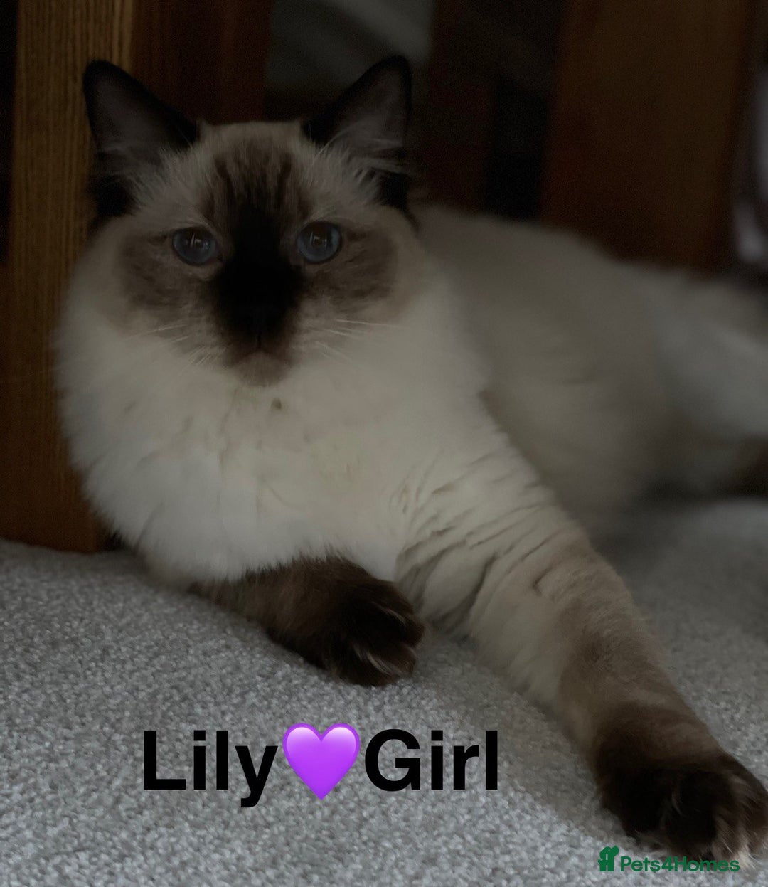 Ragdoll cats for sale: 7 ragdoll cats & kittens  - Image 14