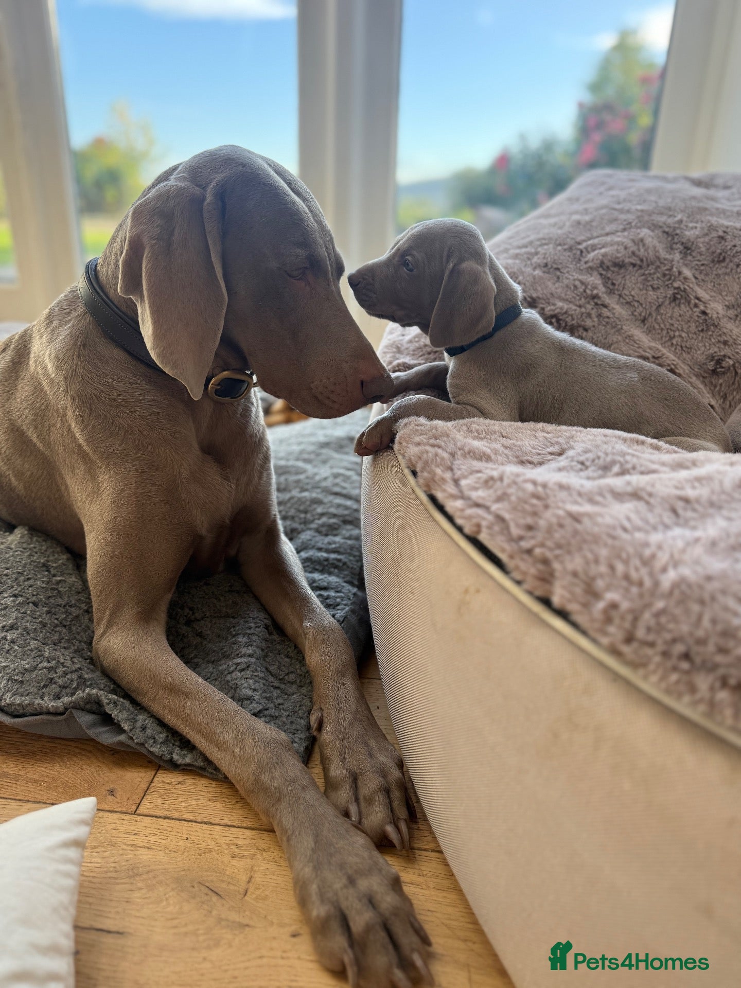 Weimaraner dogs Superb Gunalt Bloodlines & Excellent Temperament - Advert 2