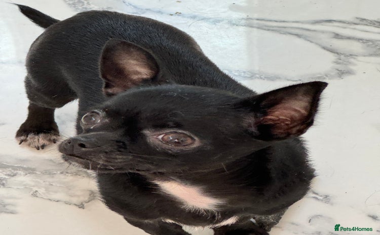 Chihuahua dogs - Advert 1