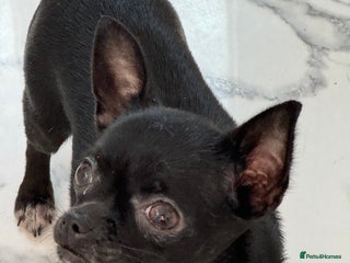 Chihuahua dogs - Advert 3