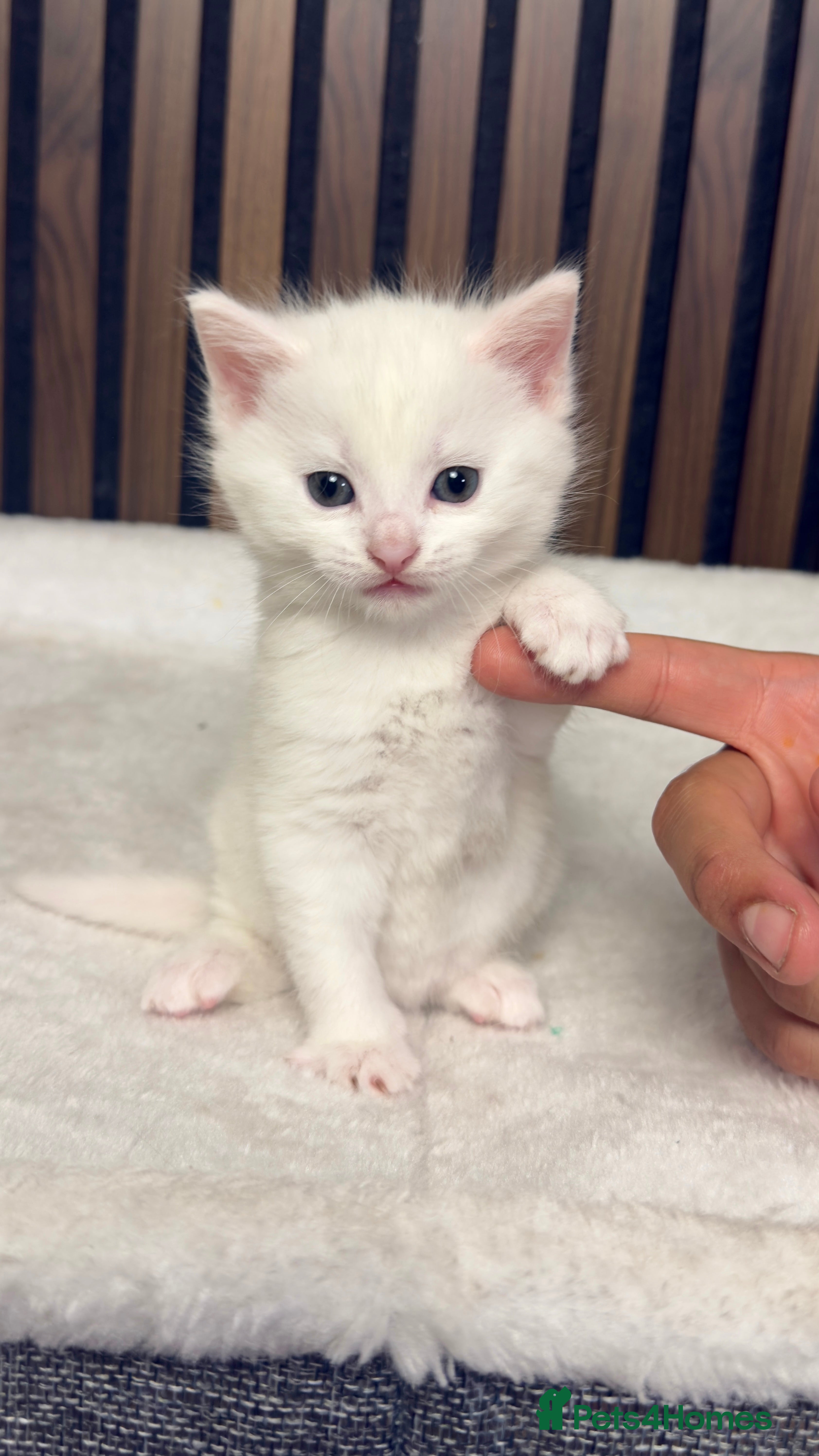British Longhair cats 6 Fluffy White or Black Kittens | Ready in 3 Days! - Advert 1