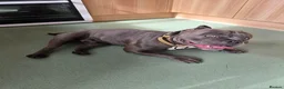Mixed Breed dogs for sale: Stud pocket bully male 18 months old in Milford Haven - Advert 2