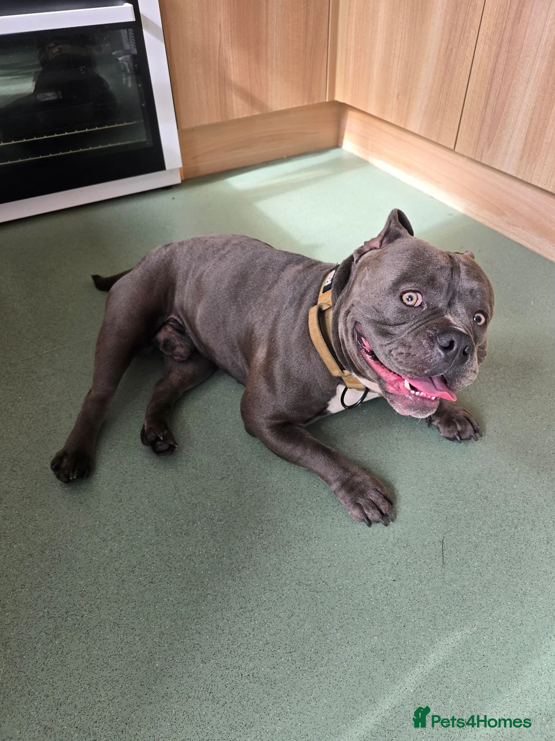 Mixed Breed dogs for sale: Stud pocket bully male 18 months old in Milford Haven - Advert 2