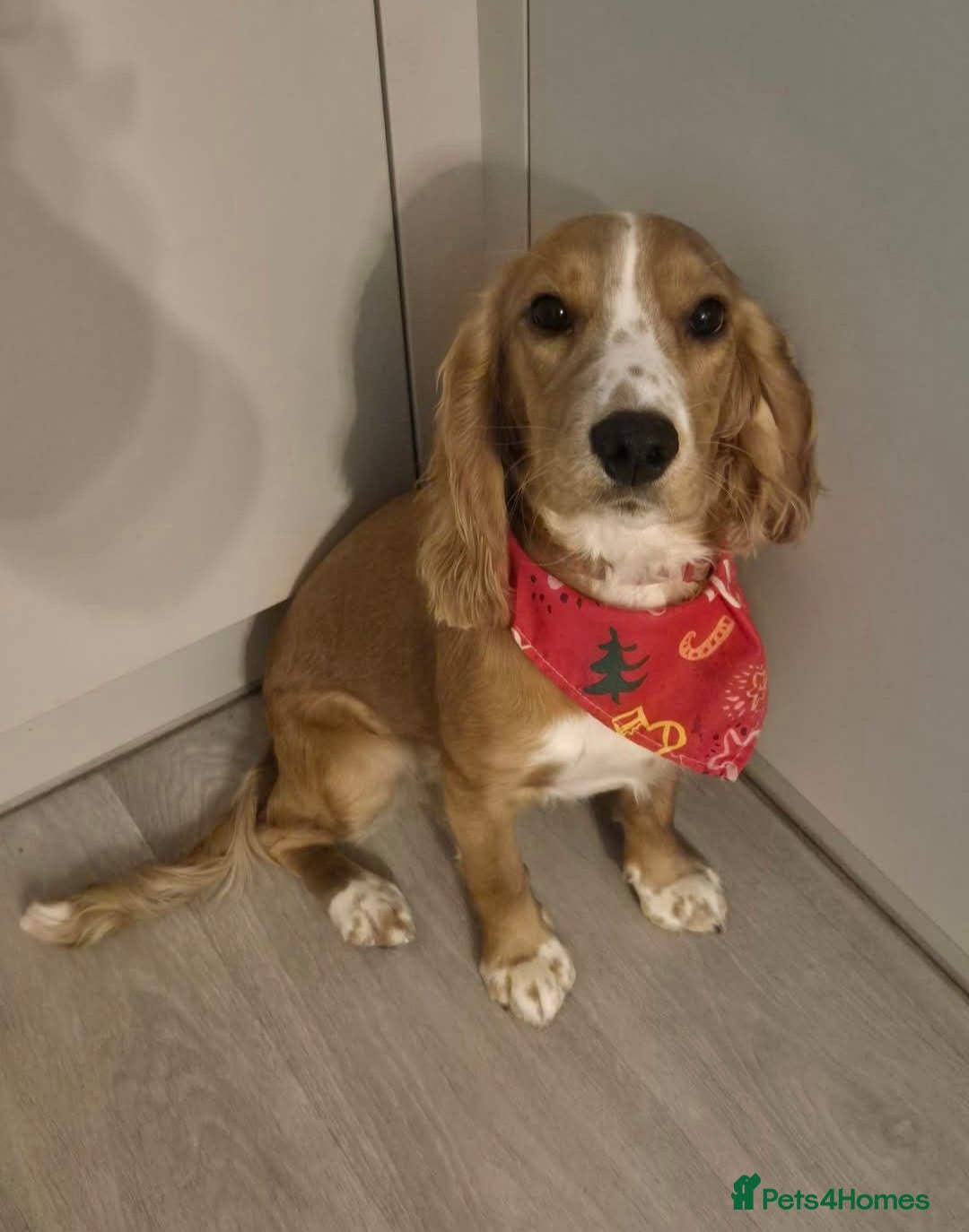 Cockapoo dogs Pregnancy confirmed! Beautiful F1 cockapoos - Advert 9