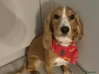 Cockapoo dogs Pregnancy confirmed! Beautiful F1 cockapoos - Advert 9