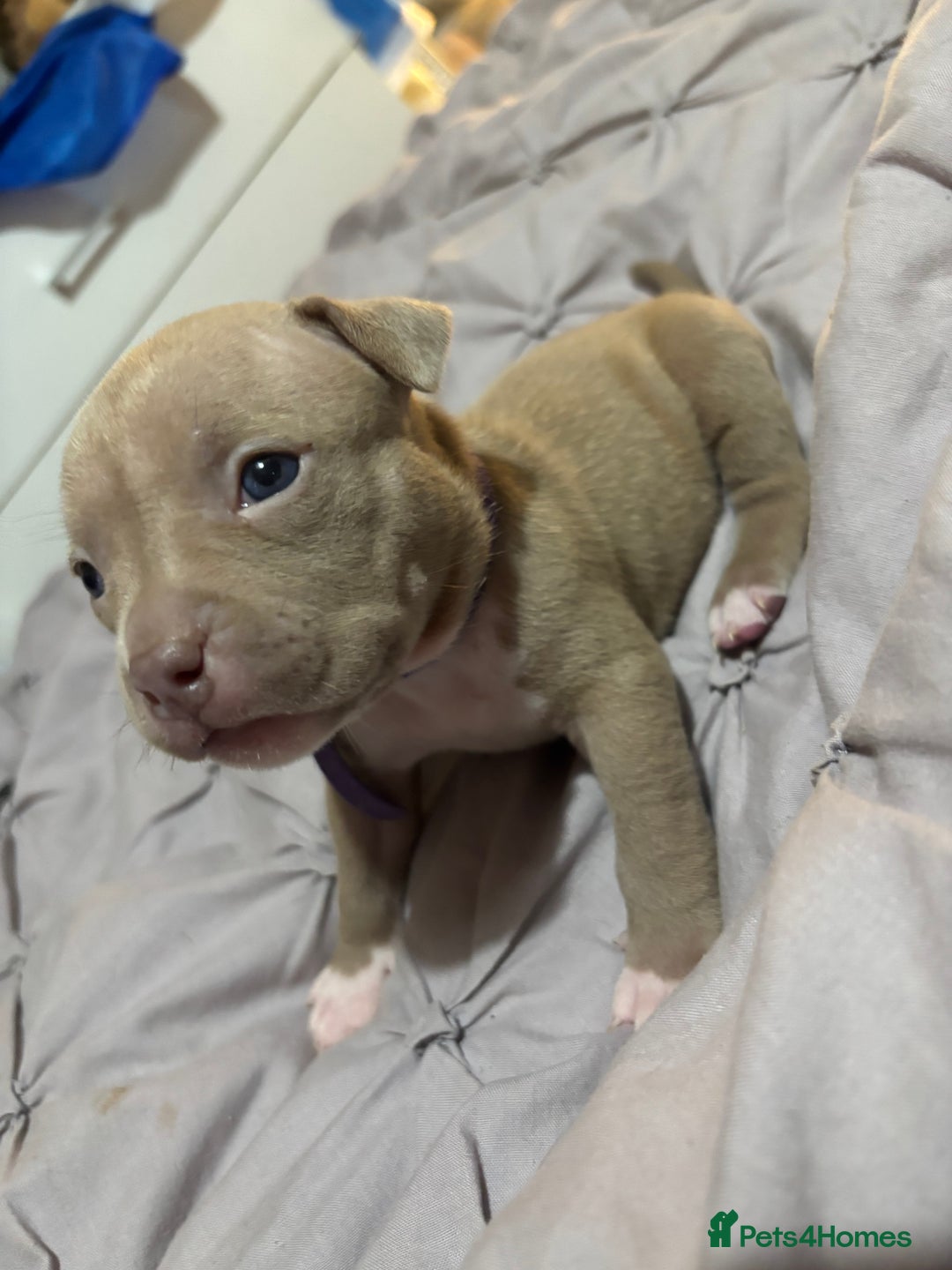 American Bully dogs for sale: Pocket Bully Puppies - Advert 27