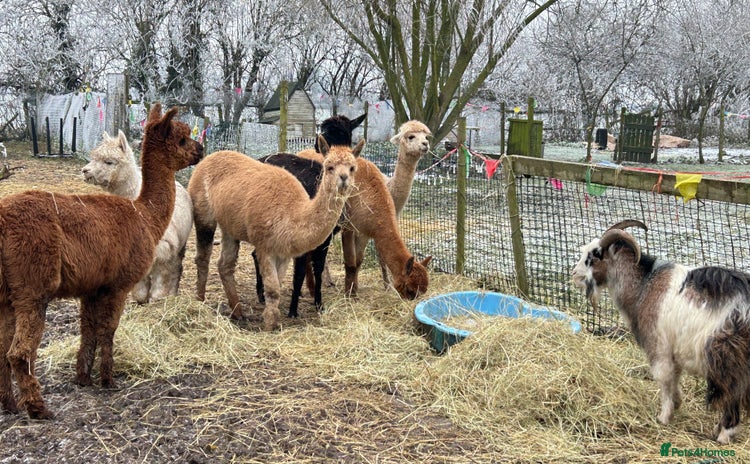Alpaca livestock - Advert 1