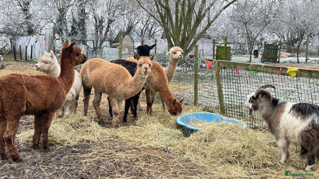 Alpaca livestock for sale: Herd of mixed Alpacs - Image 1