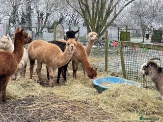 Alpaca livestock - Advert 1