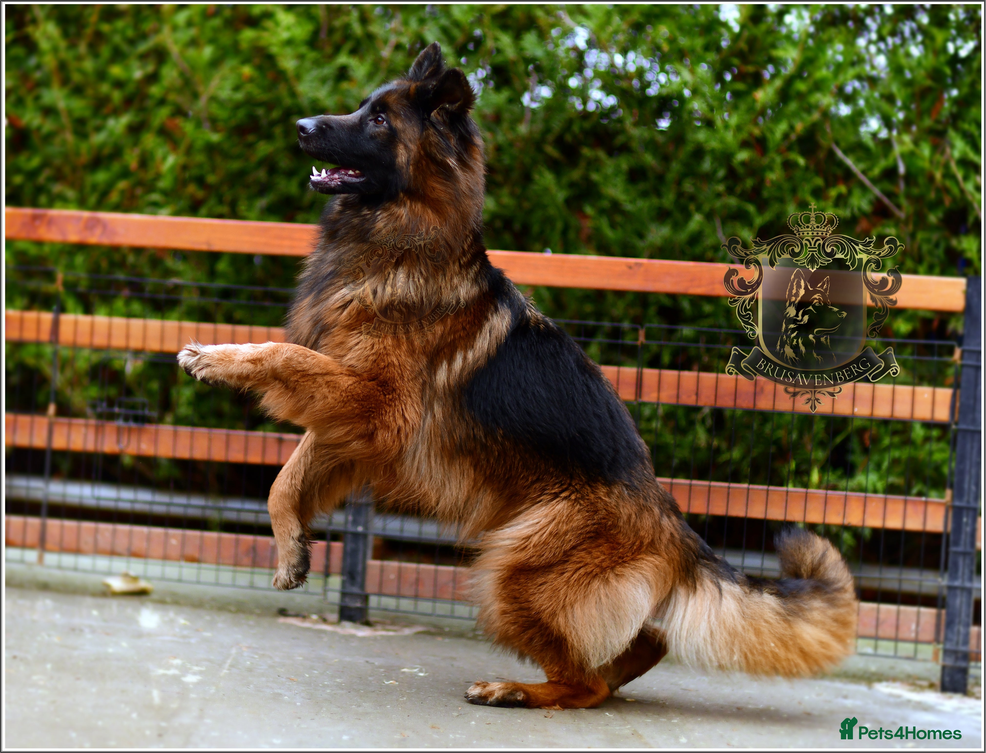 German Shepherd dogs ADULT LONGHAIRED GSD FEMALE  - Advert 18