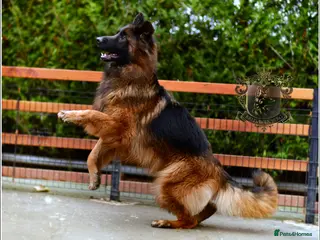 German Shepherd dogs ADULT LONGHAIRED GSD FEMALE - Advert 18