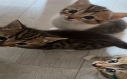 Mixed Breed cats for sale: Kittens for sale  - Image 3