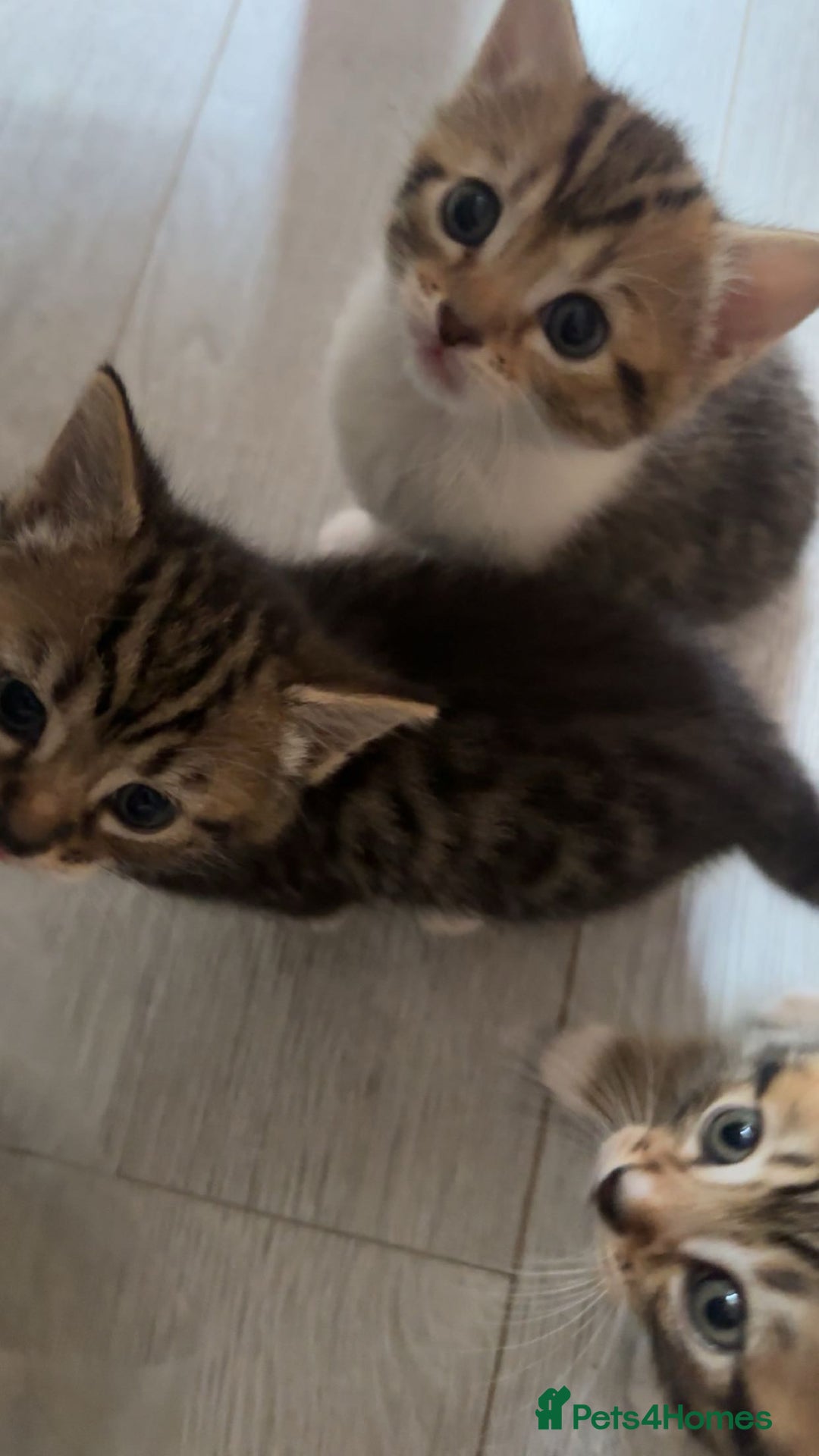 Mixed Breed cats for sale: Kittens for sale  - Image 3