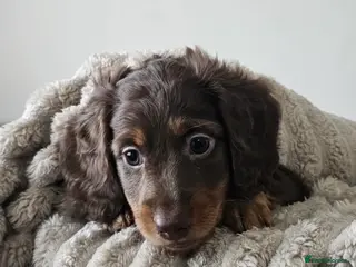 Miniature Dachshund dogs KC REG & PRA CLEAR Mini dachshund girl 1 available - Advert 6