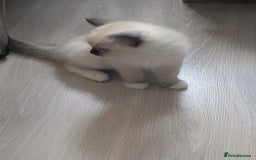Ragdoll cats for sale: Kitty Ragdoll  - Image 8