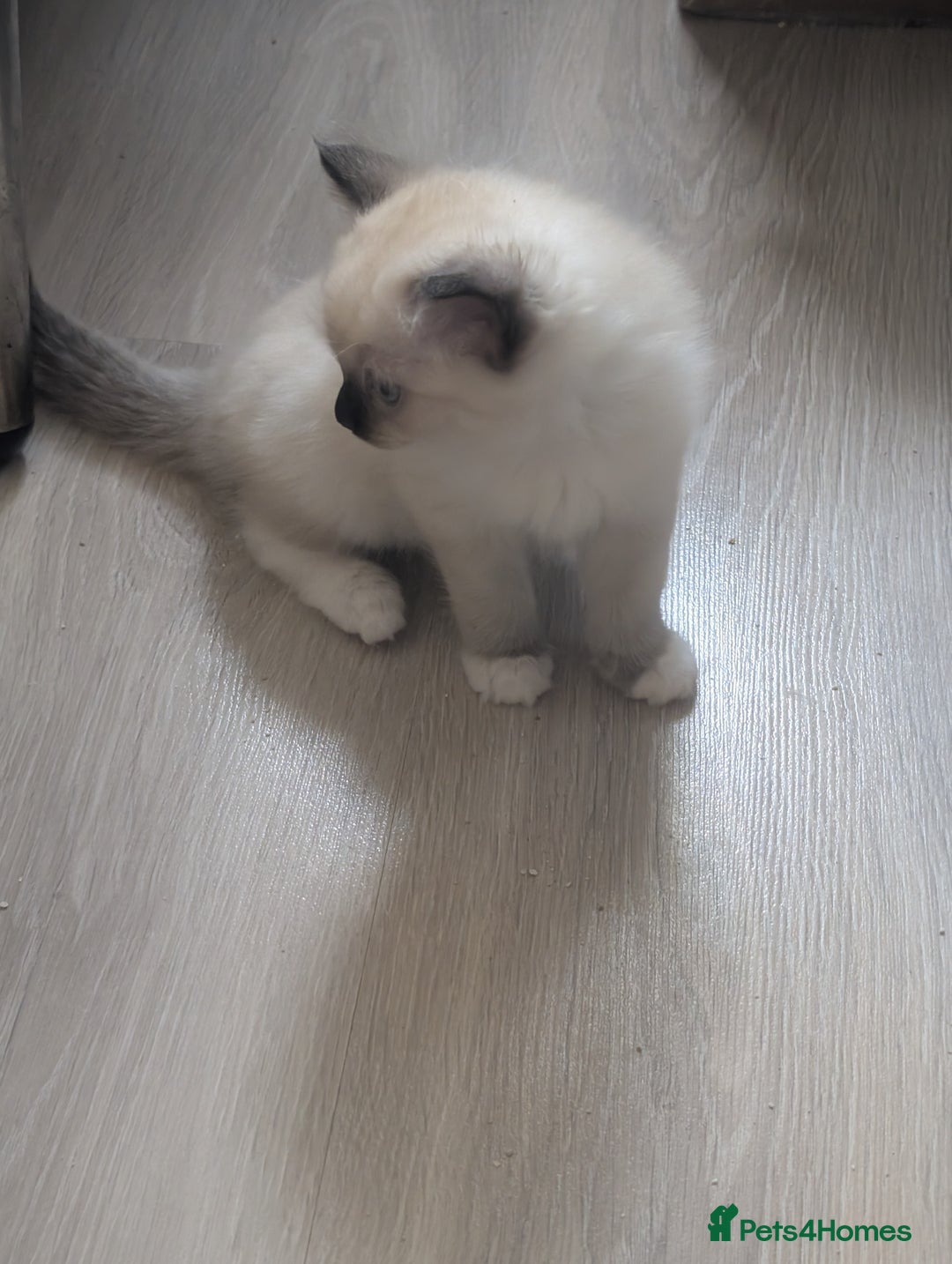 Ragdoll cats for sale: Kitty Ragdoll  - Image 8