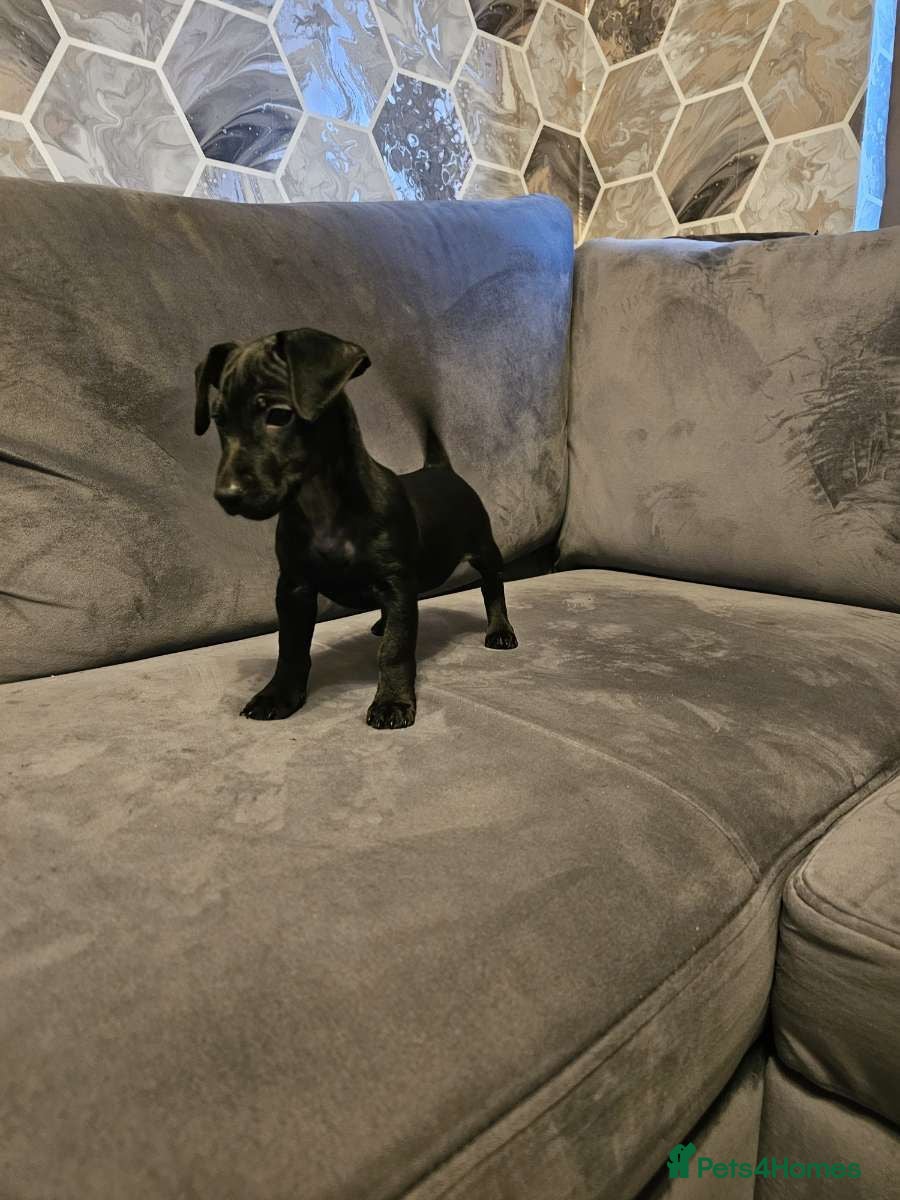 Mixed Breed dogs Terrier dashound ready to leave  - Advert 7
