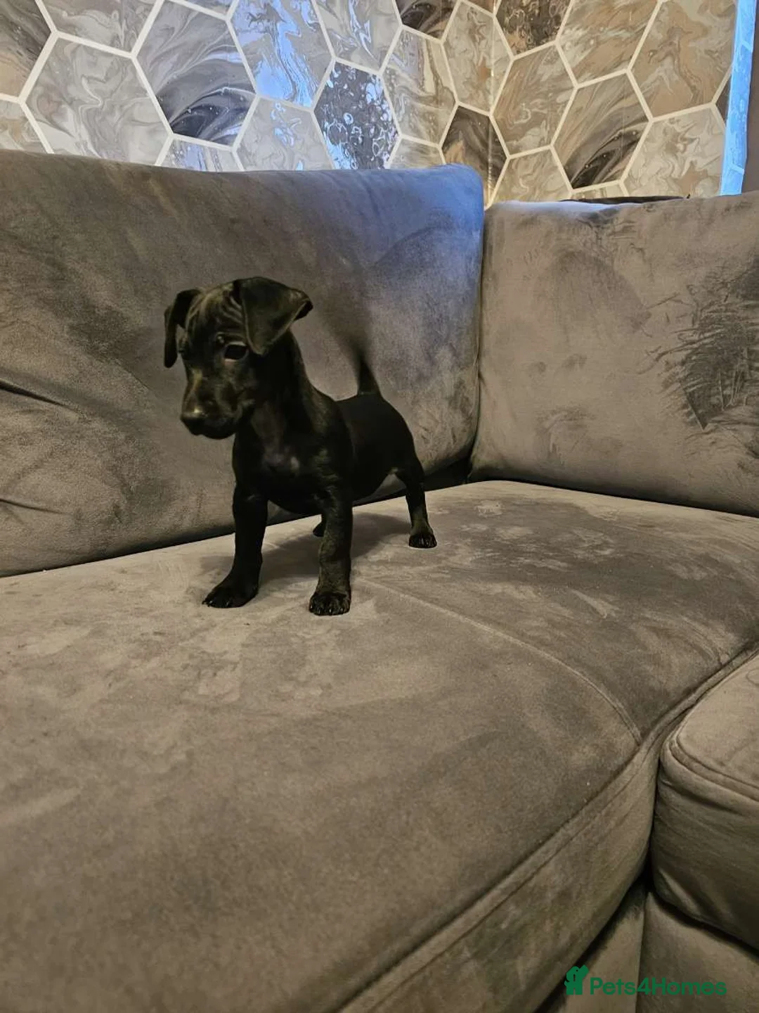 Mixed Breed dogs for sale: Terrier dashound ready to leave  - Advert 1
