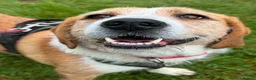 Mixed Breed dogs for adoption: LUCIA - ALL HEART ❤️ CUDDLES & FUN in Derby - Advert 4