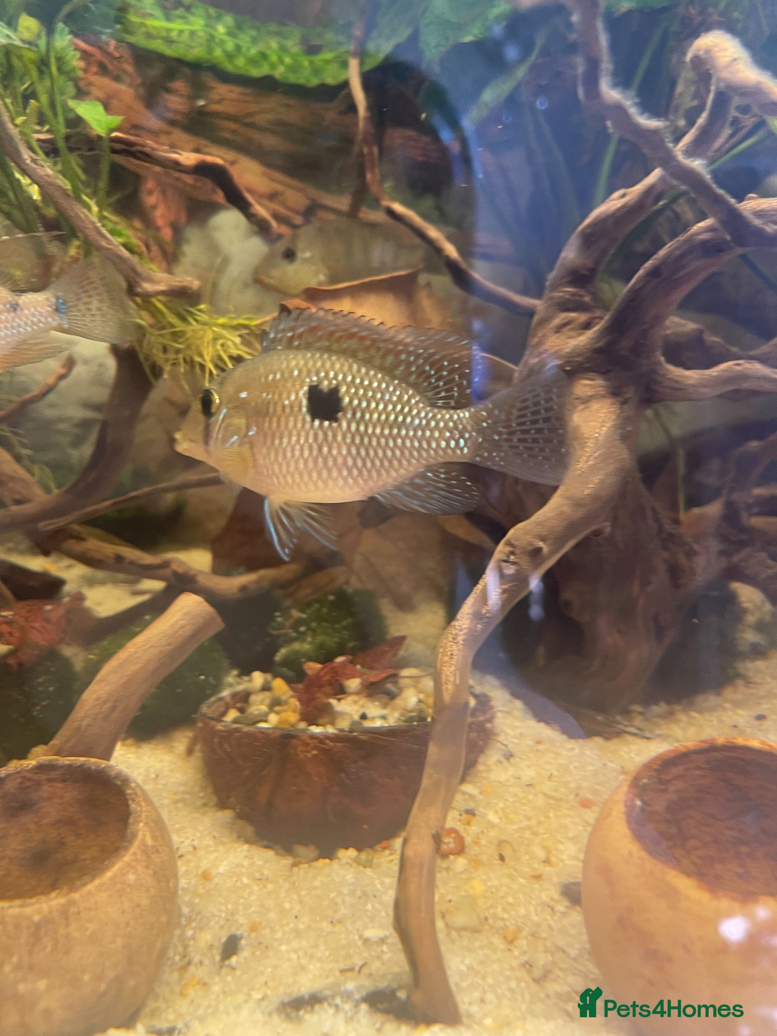 Cichlids fish Geophagus Brasiliensis - Advert 1