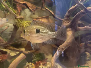 Cichlids fish Geophagus Brasiliensis - Advert 1