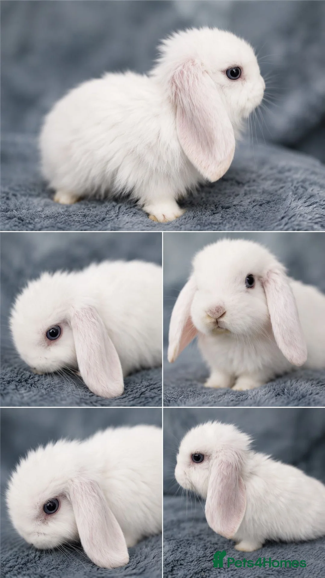 French Lop rabbits for sale: 1 baby boy bew ready now  in Tonbridge - Advert 1